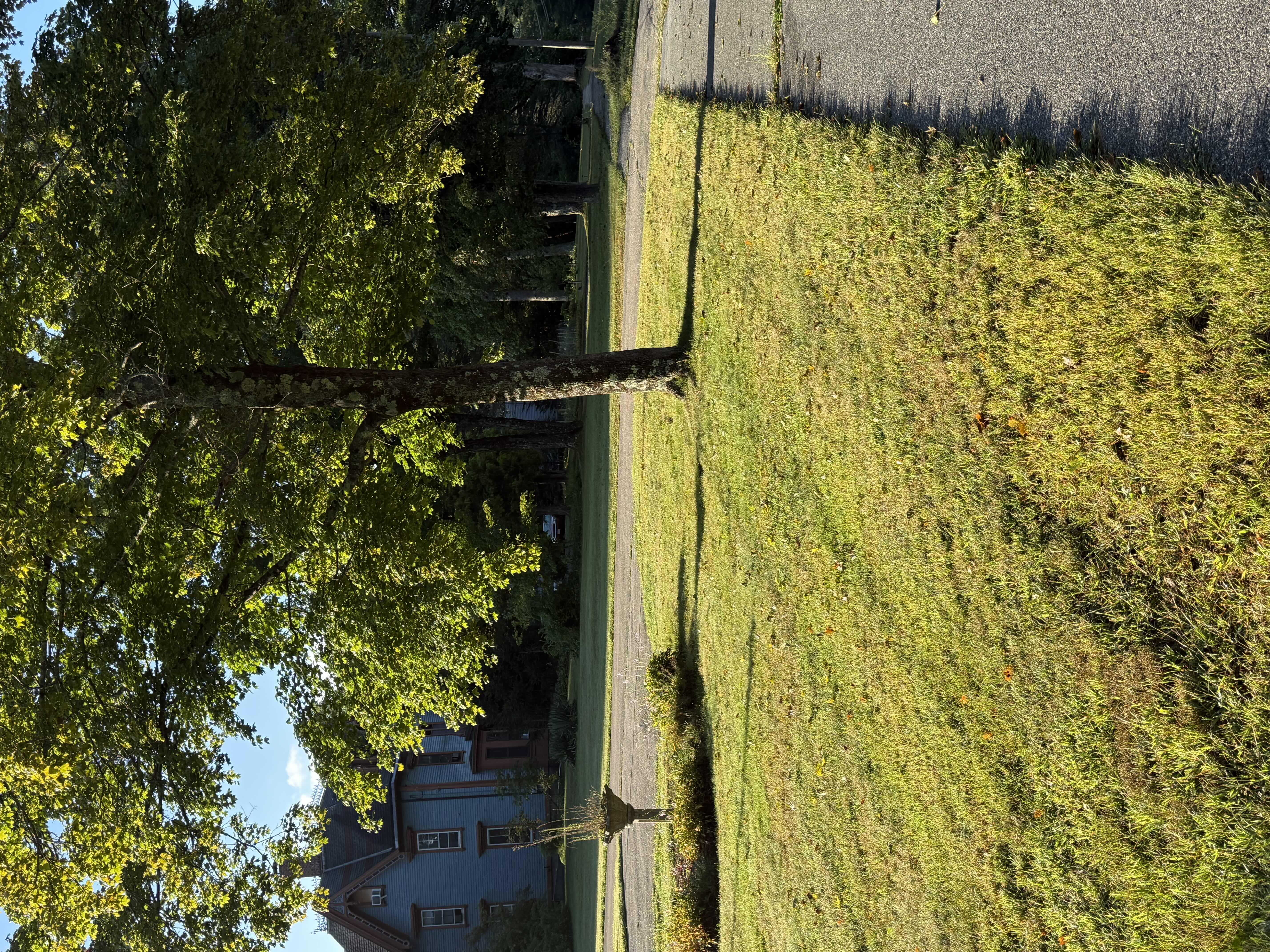 Broad green lawn shaded by a large maple tree with a neighboring Victorian house beyond